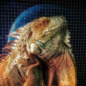 Iguana